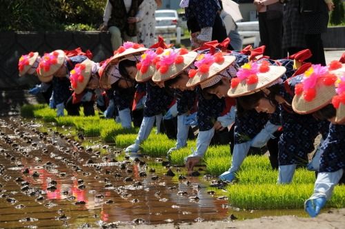 お田植え祭りでの田植え風景