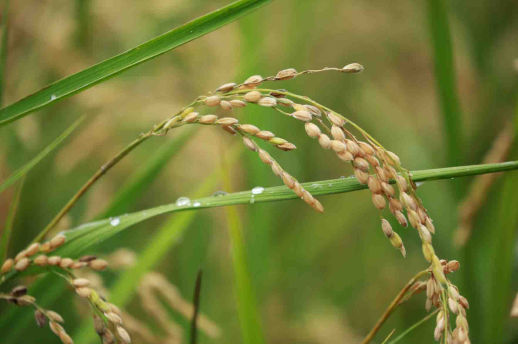 お米を食べて食の欧米化を防ぐ