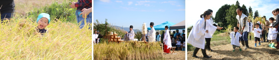 親子稲作静岡